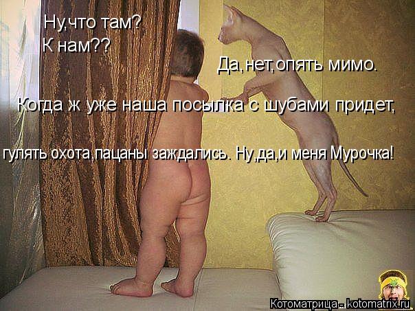 Ну,что там? Да,нет,опять мимо. Когда ж уже наша посылка с шубами придет, К нам?? гулять охота,пацаны ... Котоматрица: Ну,что там? Да,нет,опять мимо. Когда ж уже наша посылка с шубами придет, К нам?? гулять охота,пацаны заждались. Ну,да,и меня Мурочка!