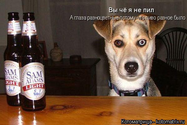 Вы чё я не пил А глаза разноцветные потому-что пиво разное было... Котоматрица: Вы чё я не пил А глаза разноцветные потому-что пиво разное было