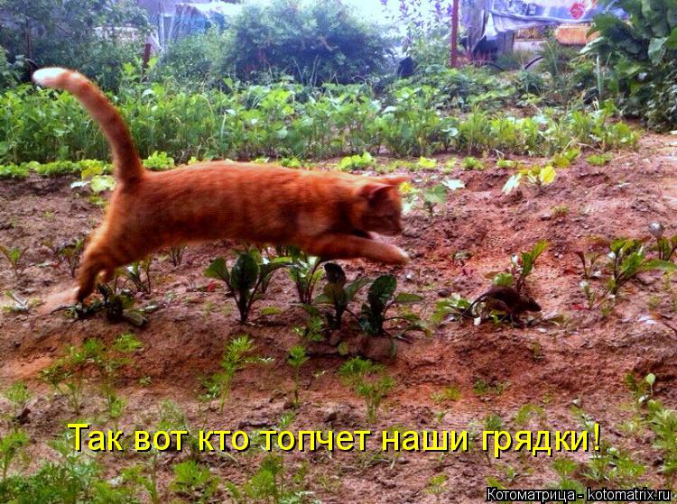 Так вот кто топчет наши грядки!... Котоматрица: Так вот кто топчет наши грядки!