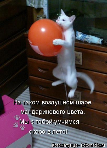 На таком воздушном шаре мандаринового цвета. Мы с тобой умчимся скоро в лето!... Котоматрица: На таком воздушном шаре мандаринового цвета. Мы с тобой умчимся скоро в лето!