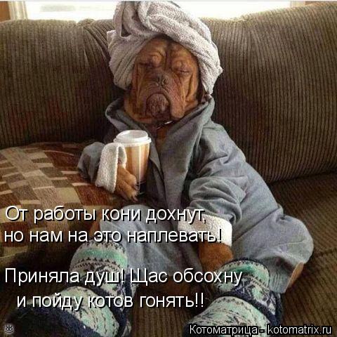 От работы кони дохнут, но нам на это наплевать! Приняла душ! Щас обсохну и пойду котов гонять!!... Котоматрица: От работы кони дохнут, но нам на это наплевать! Приняла душ! Щас обсохну и пойду котов гонять!!