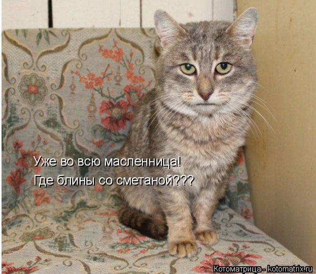 Уже во всю масленница! Где блины со сметаной???... Котоматрица: Уже во всю масленница! Где блины со сметаной???