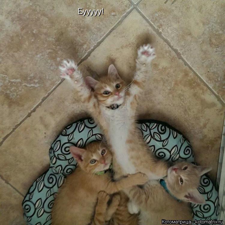 Бууууу!... Котоматрица: Бууууу!