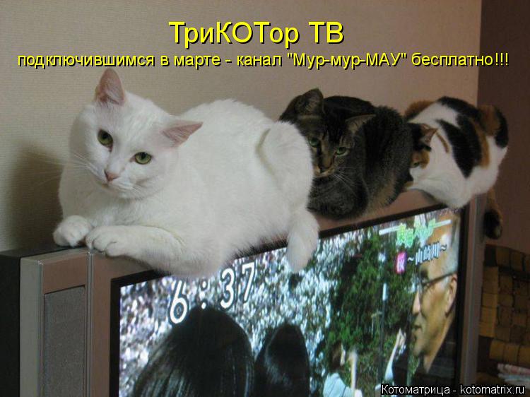 ТриКОТор ТВ подключившимся в марте - канал "Мур-мур-МАУ" бесплатно!!!... Котоматрица: ТриКОТор ТВ подключившимся в марте - канал "Мур-мур-МАУ" бесплатно!!!