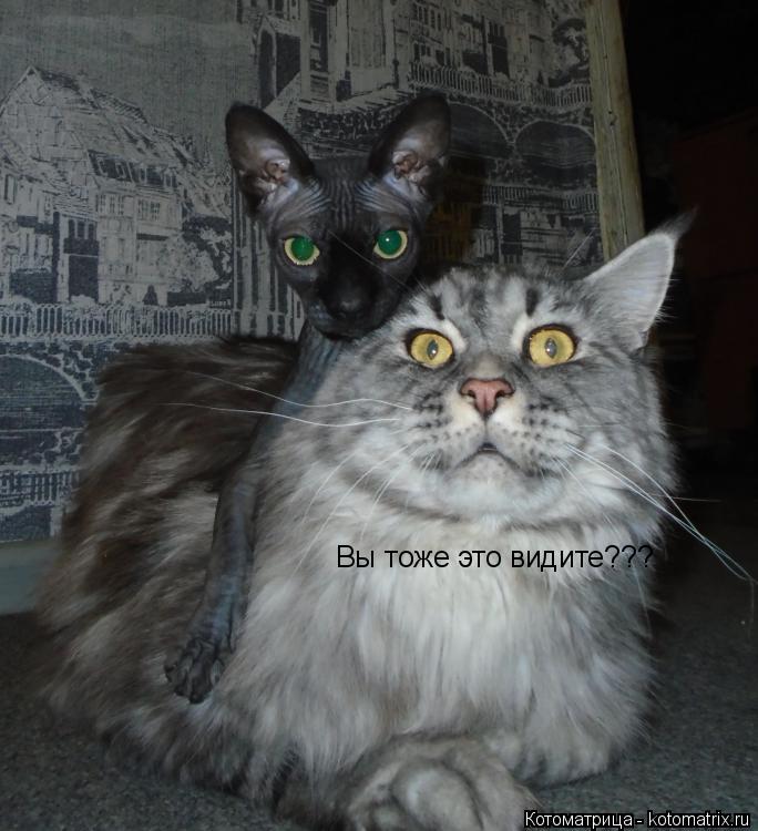 Вы тоже это видите???... Котоматрица: Вы тоже это видите???