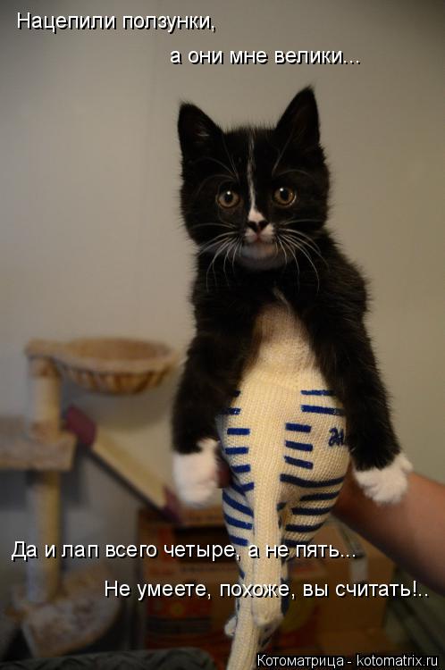 Нацепили ползунки, Да и лап всего четыре, а не пять... а они мне велики... Не умеете, похоже, вы счит... Котоматрица: Нацепили ползунки, Да и лап всего четыре, а не пять... а они мне велики... Не умеете, похоже, вы считать!..