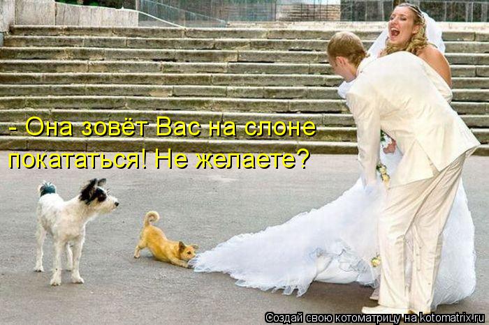 - Она зовёт Вас на слоне покататься! Не желаете?... Котоматрица: - Она зовёт Вас на слоне покататься! Не желаете?