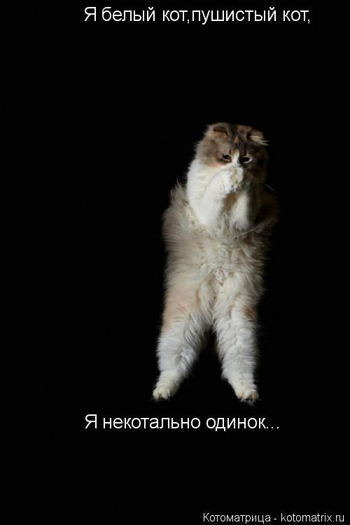 Я белый кот,пушистый кот, Я некотально одинок...... Котоматрица: Я белый кот,пушистый кот, Я некотально одинок...