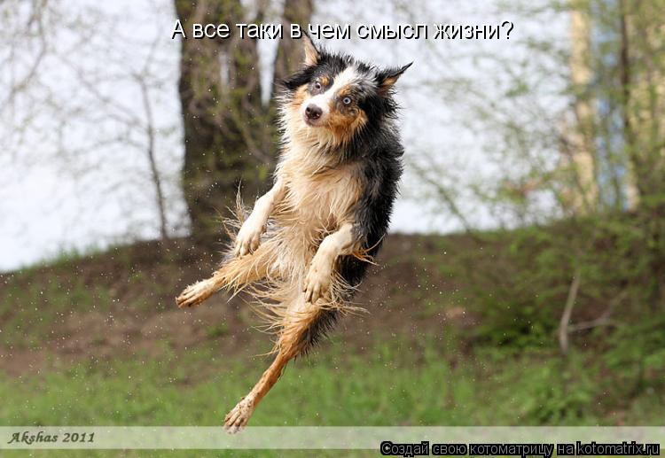А все таки в чем смысл жизни?... Котоматрица: А все таки в чем смысл жизни?