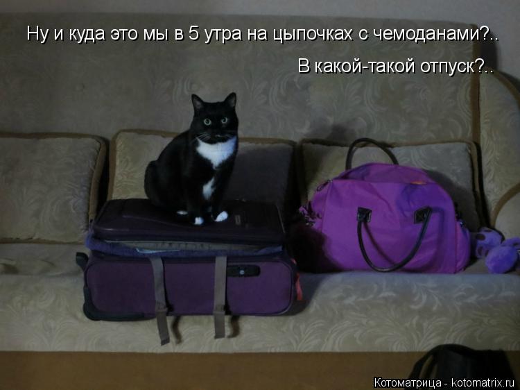 Ну и куда это мы в 5 утра на цыпочках с чемоданами?.. В какой-такой отпуск?..... Котоматрица: Ну и куда это мы в 5 утра на цыпочках с чемоданами?.. В какой-такой отпуск?..