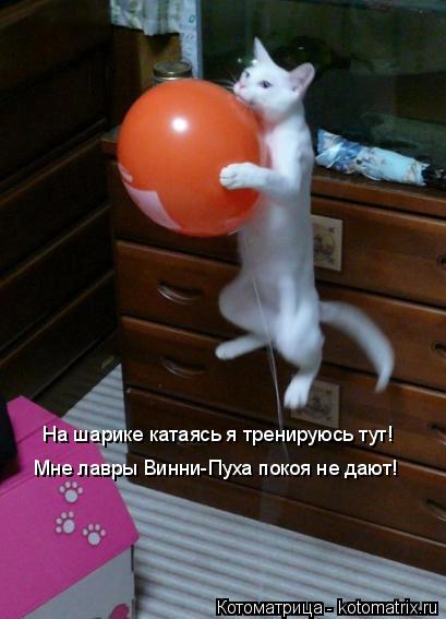 На шарике катаясь я тренируюсь тут! Мне лавры Винни-Пуха покоя не дают!... Котоматрица: На шарике катаясь я тренируюсь тут! Мне лавры Винни-Пуха покоя не дают!