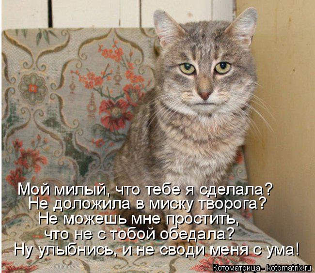Ну улыбнись, и не своди меня с ума! что не с тобой обедала? Не можешь мне простить, Не доложила в ми... Котоматрица: Ну улыбнись, и не своди меня с ума! что не с тобой обедала? Не можешь мне простить, Не доложила в миску творога? Мой милый, что тебе я сделала?