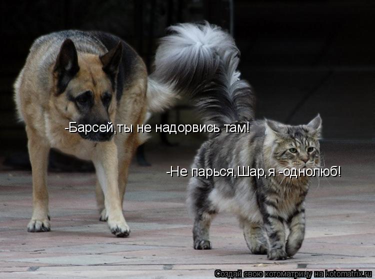 -Барсей,ты не надорвись там! -Не парься,Шар,я -однолюб!... Котоматрица: -Барсей,ты не надорвись там! -Не парься,Шар,я -однолюб!