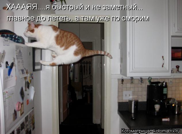 ХАААЯЯ....я быстрый и не заметный... главное до лететь, а там уже по сморим... Котоматрица: ХАААЯЯ....я быстрый и не заметный... главное до лететь, а там уже по сморим
