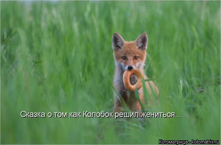 Сказка о том как Колобок решил жениться...... Котоматрица: Сказка о том как Колобок решил жениться...