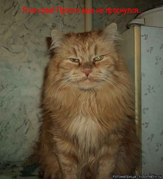 Я не сова! Просто еще не проснулся...... Котоматрица: Я не сова! Просто еще не проснулся...