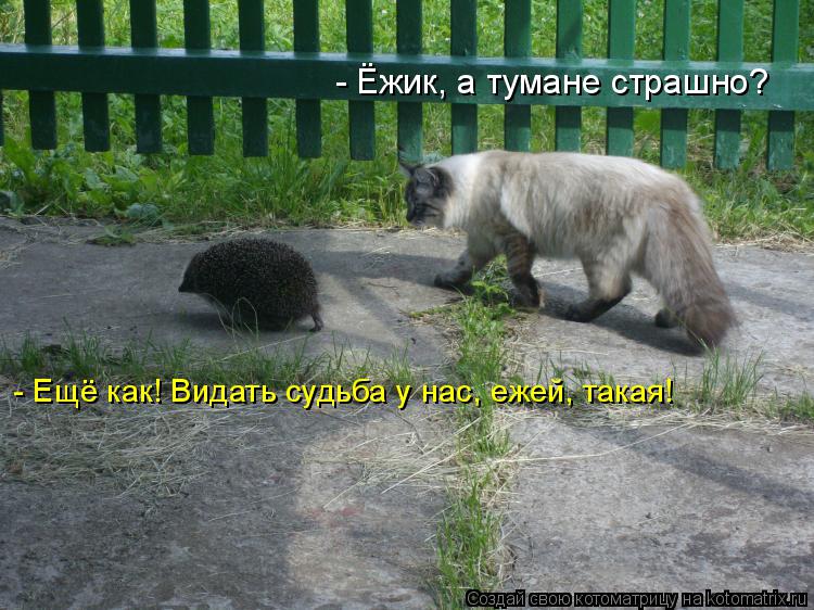 - Ёжик, а тумане страшно? - Ещё как! Видать судьба у нас, ежей, такая!... Котоматрица: - Ёжик, а тумане страшно? - Ещё как! Видать судьба у нас, ежей, такая!