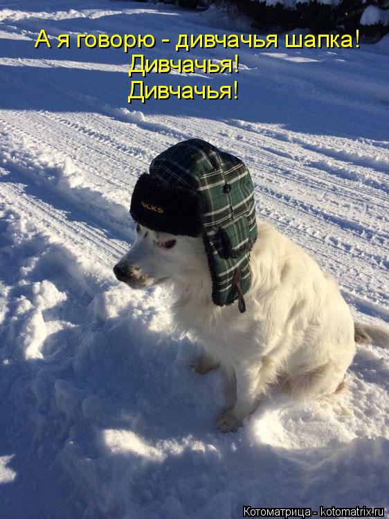 А я говорю - дивчачья шапка! Дивчачья! Дивчачья!... Котоматрица: А я говорю - дивчачья шапка! Дивчачья! Дивчачья!