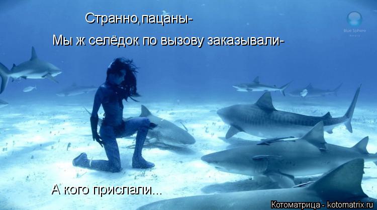Котоматрица: Странно,пацаны- Мы ж селёдок по вызову заказывали- А кого прислали...