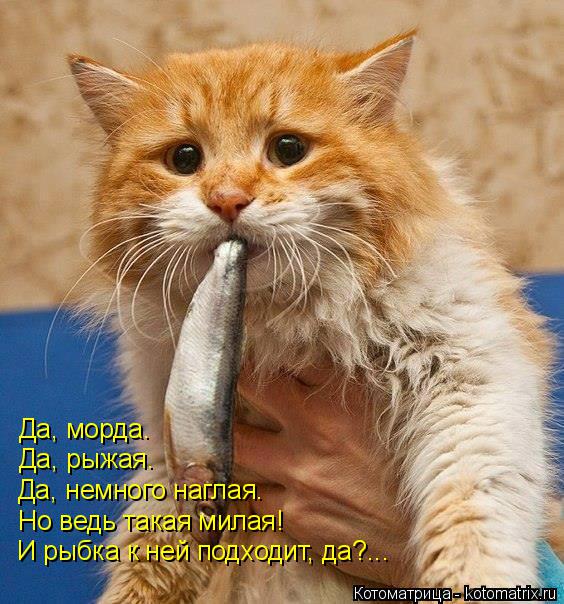 Да, морда. Да, рыжая. Да, немного наглая. Но ведь такая милая! И рыбка к ней подходит, да?...... Котоматрица: Да, морда. Да, рыжая. Да, немного наглая. Но ведь такая милая! И рыбка к ней подходит, да?...