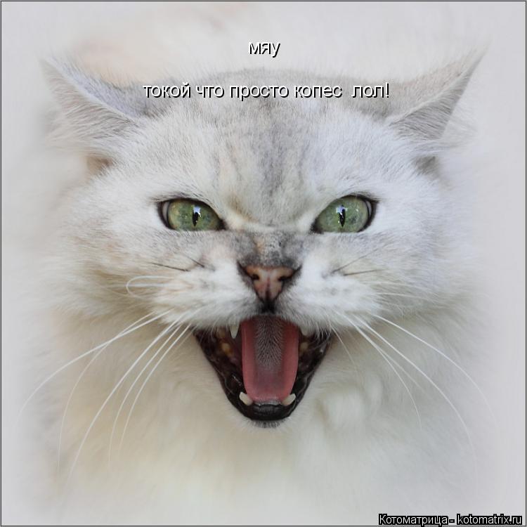 токой что просто копес лол! мяу... Котоматрица: токой что просто копес лол! мяу