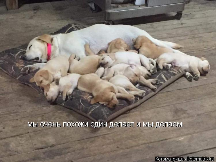Котоматрица: мы очень похожи один делает и мы делаем