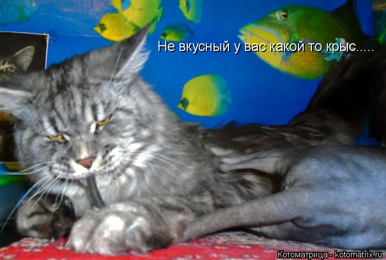 Не вкусный у вас какой то крыс........ Котоматрица: Не вкусный у вас какой то крыс.....