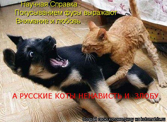 Научная Справка Покусыванием фусы выражают Внимание и любовь : А РУССКИЕ КОТЫ НЕНАВИСТЬ И ЗЛОБУ... Котоматрица: Научная Справка Покусыванием фусы выражают Внимание и любовь : А РУССКИЕ КОТЫ НЕНАВИСТЬ И ЗЛОБУ