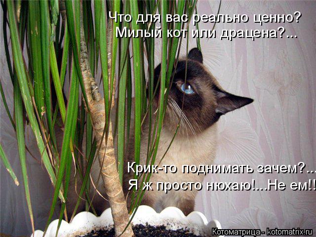 Что для вас реально ценно? Милый кот или драцена?... Крик-то поднимать зачем?... Я ж просто нюхаю!...... Котоматрица: Что для вас реально ценно? Милый кот или драцена?... Крик-то поднимать зачем?... Я ж просто нюхаю!...Не ем!!