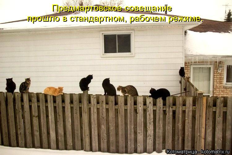 Котоматрица: Предмартовское совещание прошло в стандартном, рабочем режиме.