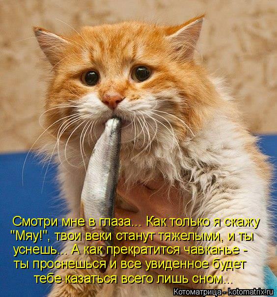 Смотри мне в глаза... Как только я скажу "Мяу!", твои веки станут тяжелыми, и ты уснешь... А как прек... Котоматрица: Смотри мне в глаза... Как только я скажу "Мяу!", твои веки станут тяжелыми, и ты уснешь... А как прекратится чавканье - ты проснешься и все увиде