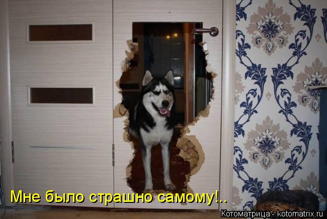 Мне было страшно самому!..... Котоматрица: Мне было страшно самому!..