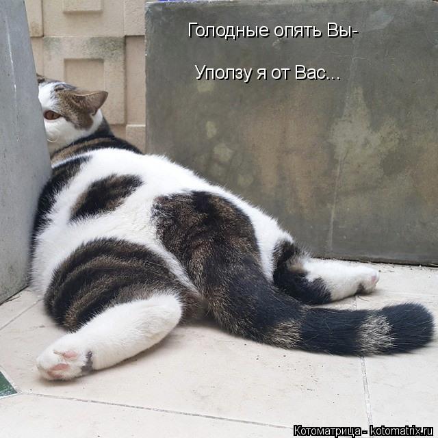 Котоматрица: Голодные опять Вы- Уползу я от Вас...