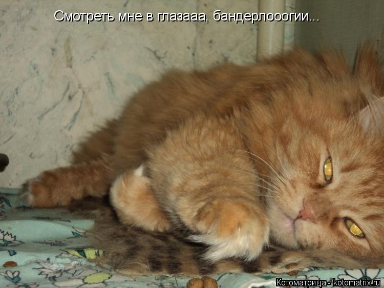 Смотреть мне в глазааа, бандерлооогии...... Котоматрица: Смотреть мне в глазааа, бандерлооогии...