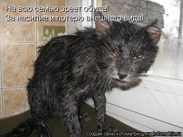 Котоматрица: На всю семью зреет обида! За насилие и потерю внешнего вида!