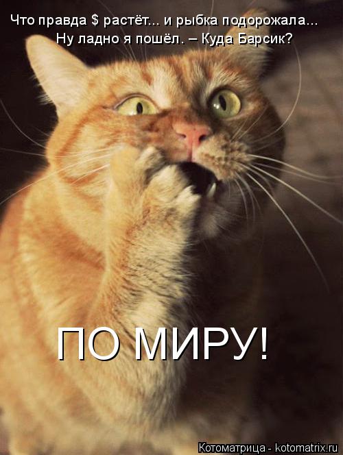 Котоматрица: Что правда $ растёт... и рыбка подорожала... Ну ладно я пошёл. – Куда Барсик? ПО МИРУ!