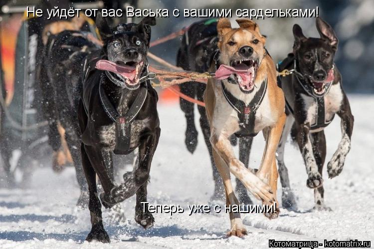 Котоматрица: Не уйдёт от вас Васька с вашими сардельками! Теперь уже с нашими!