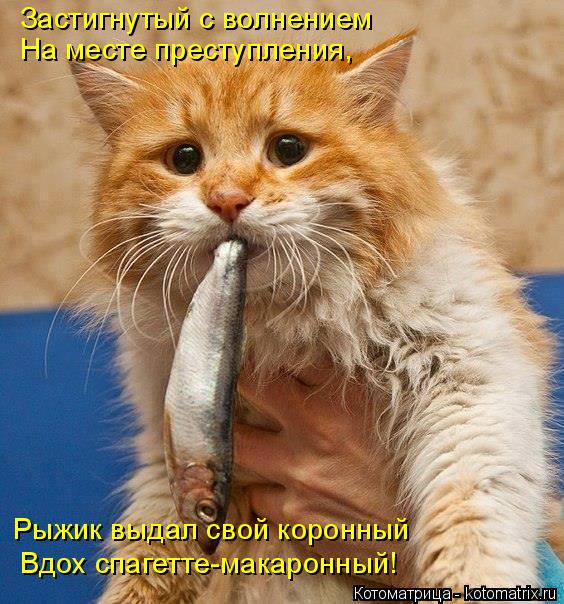 Котоматрица: Застигнутый с волнением На месте преступления, Рыжик выдал свой коронный Вдох спагетте-макаронный!