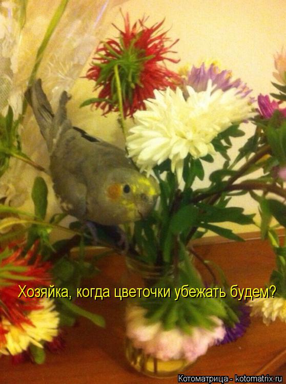 Котоматрица: Хозяйка, когда цветочки убежать будем?