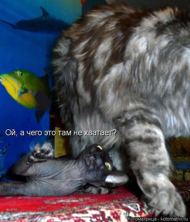 Ой, а чего это там не хватает?... Котоматрица: Ой, а чего это там не хватает?
