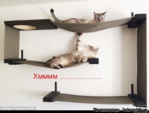 Хмммм ......................... Котоматрица: Хмммм ......................
