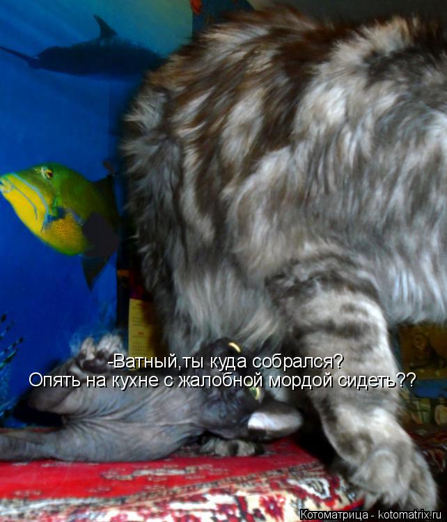 -Ватный,ты куда собрался? Опять на кухне с жалобной мордой сидеть??... Котоматрица: -Ватный,ты куда собрался? Опять на кухне с жалобной мордой сидеть??