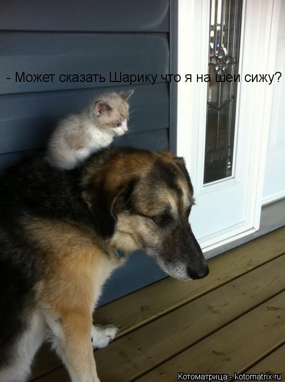 - Может сказать Шарику что я на шеи сижу?... Котоматрица: - Может сказать Шарику что я на шеи сижу?