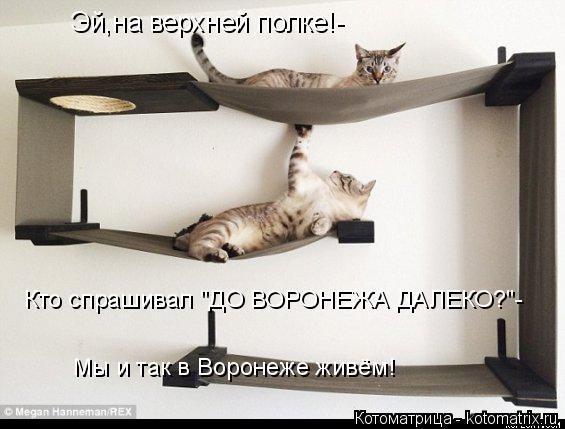 Эй,на верхней полке!- Кто спрашивал "ДО ВОРОНЕЖА ДАЛЕКО?"- Мы и так в Воронеже живём!... Котоматрица: Эй,на верхней полке!- Кто спрашивал "ДО ВОРОНЕЖА ДАЛЕКО?"- Мы и так в Воронеже живём!