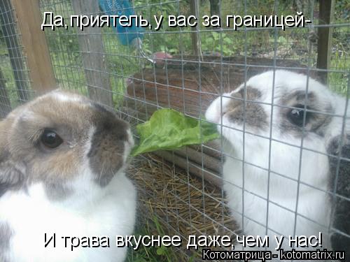 Да,приятель,у вас за границей- И трава вкуснее даже,чем у нас!... Котоматрица: Да,приятель,у вас за границей- И трава вкуснее даже,чем у нас!