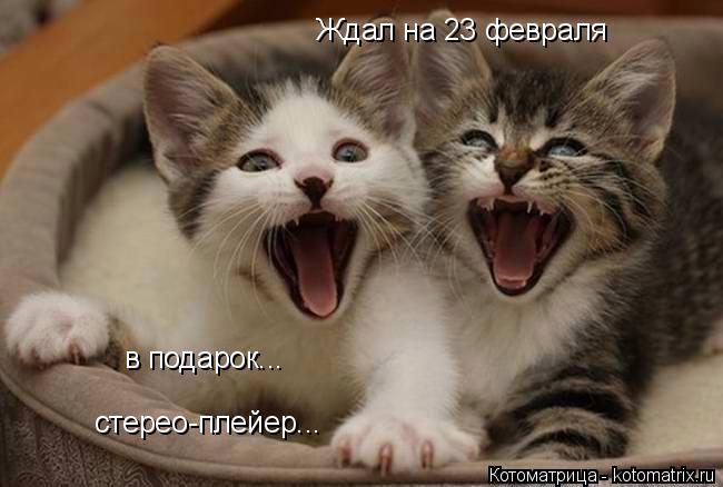 Ждал на 23 февраля в подарок... стерео-плейер...... Котоматрица: Ждал на 23 февраля в подарок... стерео-плейер...