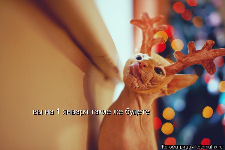 Котоматрица: вы на 1 января такие же будете