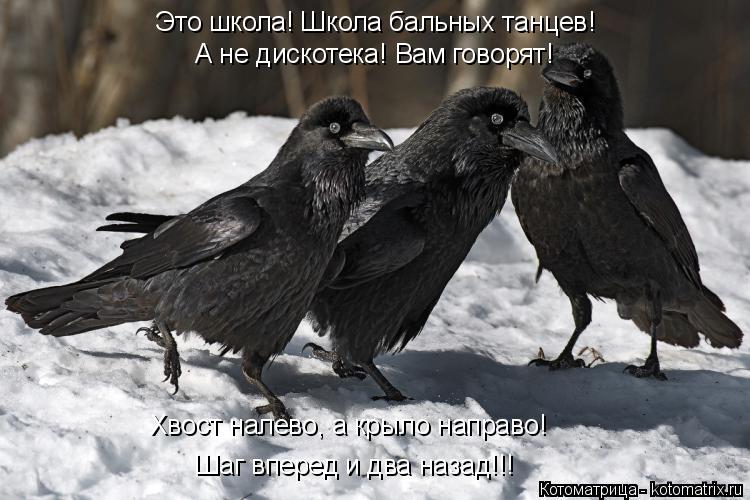 Это школа! Школа бальных танцев! А не дискотека! Вам говорят! Хвост налево, а крыло направо! Шаг впер... Котоматрица: Это школа! Школа бальных танцев! А не дискотека! Вам говорят! Хвост налево, а крыло направо! Шаг вперед и два назад!!!
