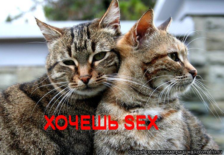 ХОЧЕШЬ SEX ХОЧЕШЬ SEX ХОЧЕШЬ SEX ХОЧЕШЬ SEX ХОЧЕШЬ SEX... Котоматрица: ХОЧЕШЬ SEX ХОЧЕШЬ SEX ХОЧЕШЬ SEX ХОЧЕШЬ SEX ХОЧЕШЬ SEX