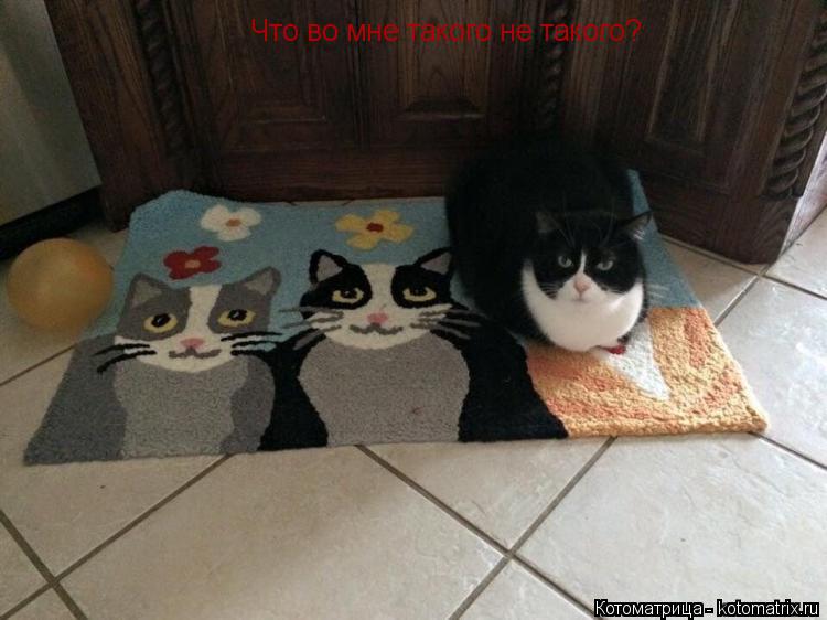 Что во мне такого не такого?... Котоматрица: Что во мне такого не такого?